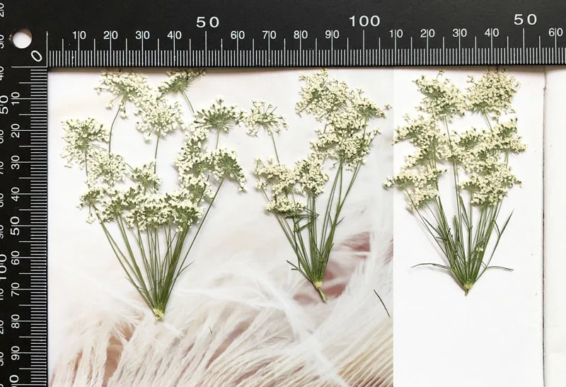 5-7 cm/12 piezas, flores peque - Craft Embellishments reseña y precio